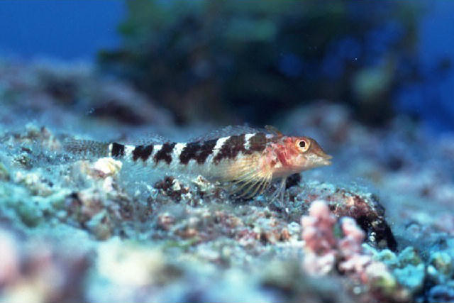 Enneapterygius etheostoma